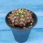 Gymnocalycium T-Rex Pink hybride (Гимнокалициум T-rex)