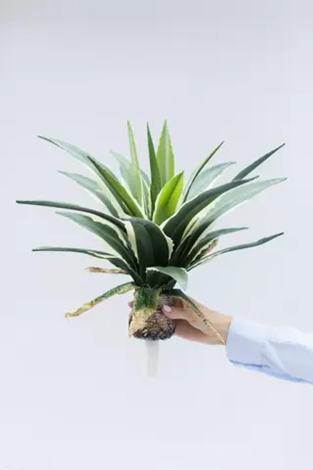 Агава американская 48см без кашпо, 21 лист