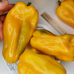 Гигантский Сладкий Перец Жёлтый Монстр — Yellow Monster Pepper