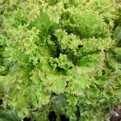 Салат листовой Лолло Россо / 100 гр