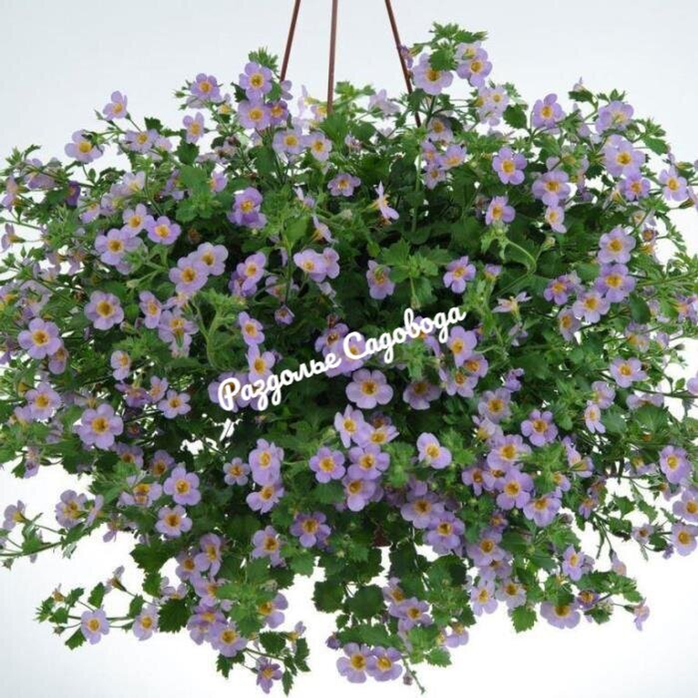 Бакопа раскидистая (горшок 1 л)