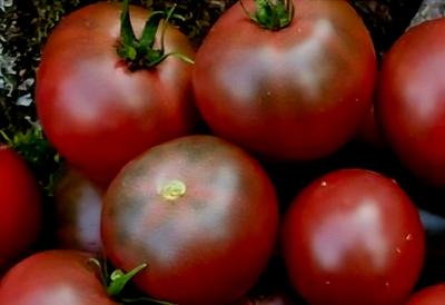 ГНОМ БАРХАТНАЯ НОЧЬ