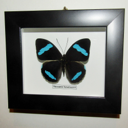 Бабочка Nessaea в рамке