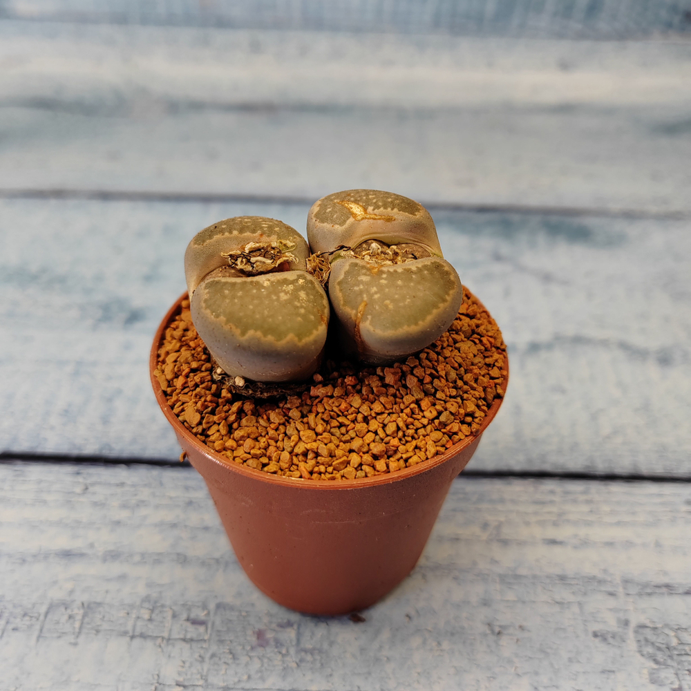 Lithops sp. (Живые камни)