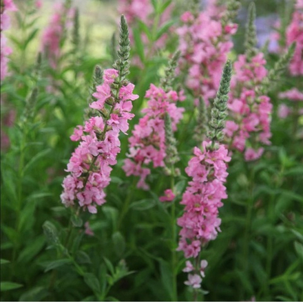 Дербенник иволистный "Blush". Lythrum salicaria "Blush".