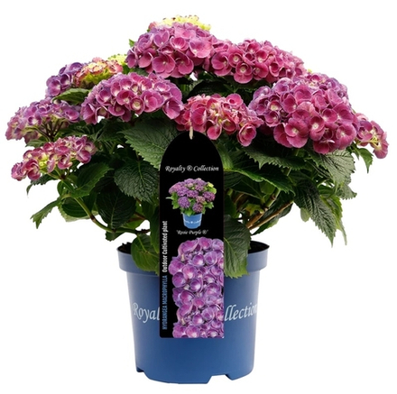 ROYALTY Rosie Purple/РОЗИ ПАРПЛ (Стандарт поставки Р9)2025г.