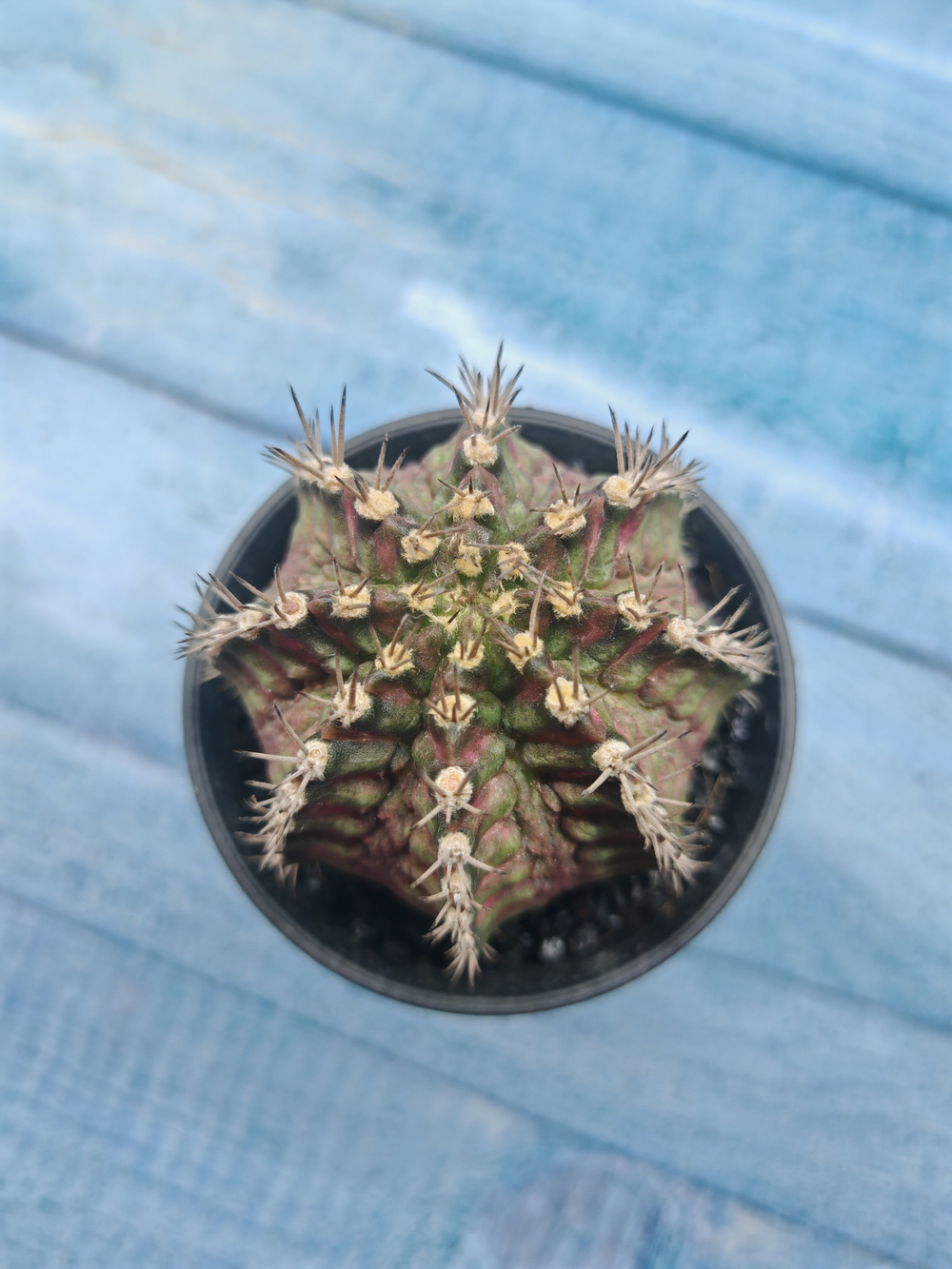 Gymnocalycium T-Rex Pink hybride (Гимнокалициум T-rex)