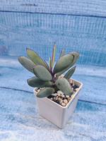 Senecio Crassissimus (Крестовник)