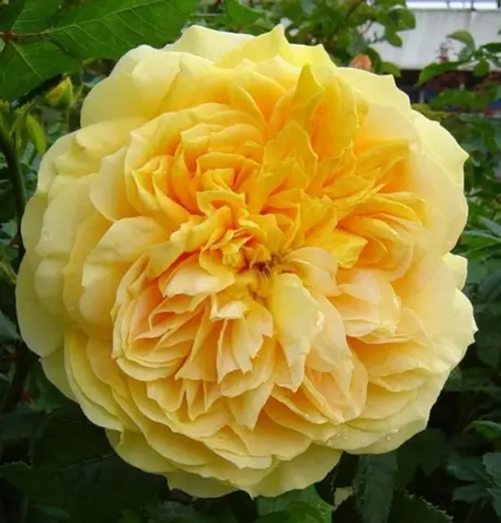 Роза шраб Голден Зест (Golden Zest) р