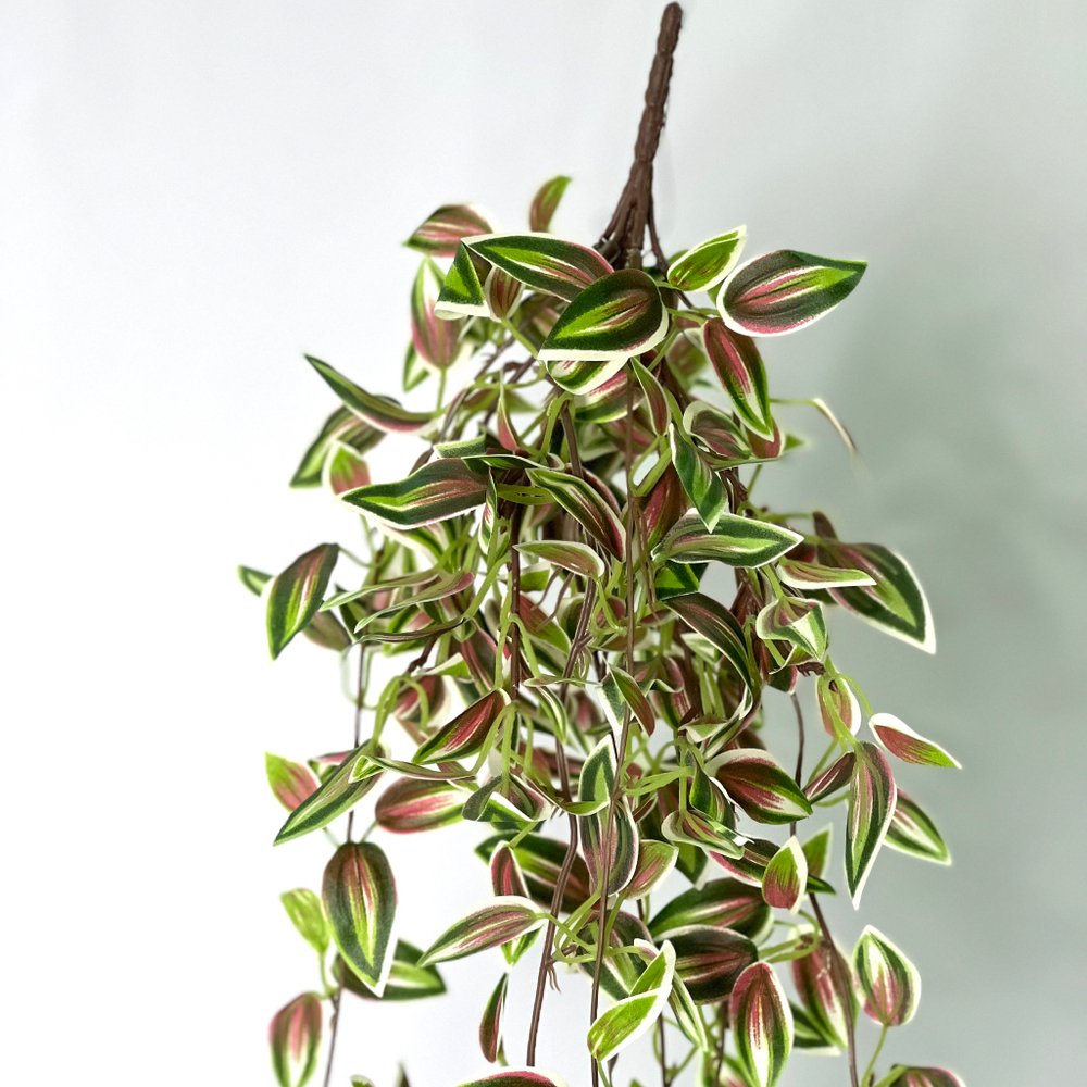 Традесканция зеленая-розовая 75 см.