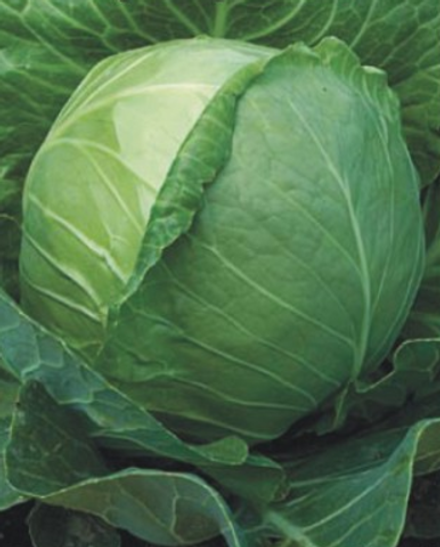 Капуста б/к Валентина F1 0,1гр. Листок