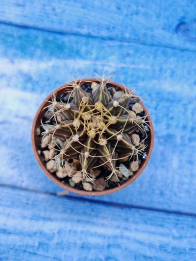 Gymnocalycium Friedrichii (Гимнокалициум)