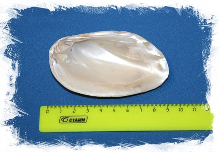 Жемчужница оранжевая, 7-9см, 1шт