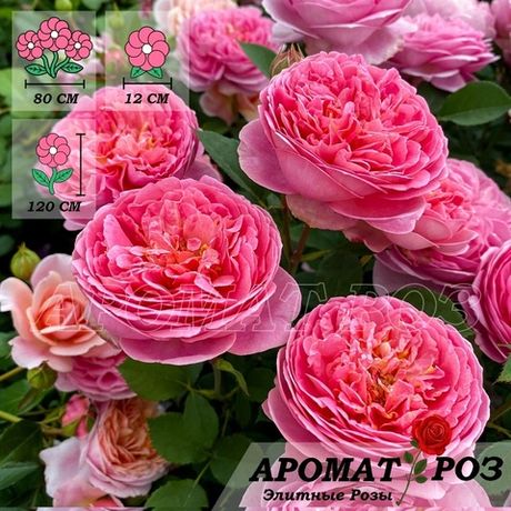 Боскобель (Boscobel)