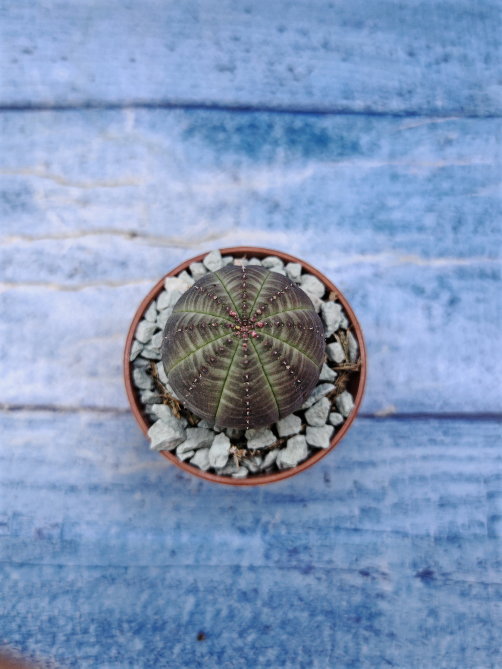 Euphorbia Obesa (Эуфорбия)