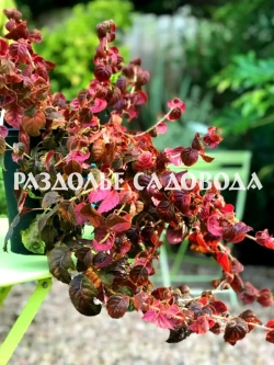 Гортензия необычная