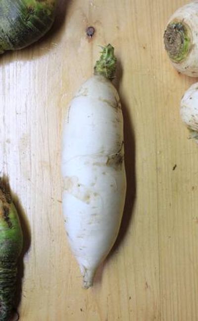 Дайкон
