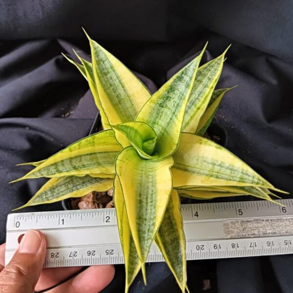 Сансевиерия GABRIELLA YELLOW VAR