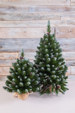 Ель Императрица с шишками 90 CM в мешочке заснеженная Triumph Tree