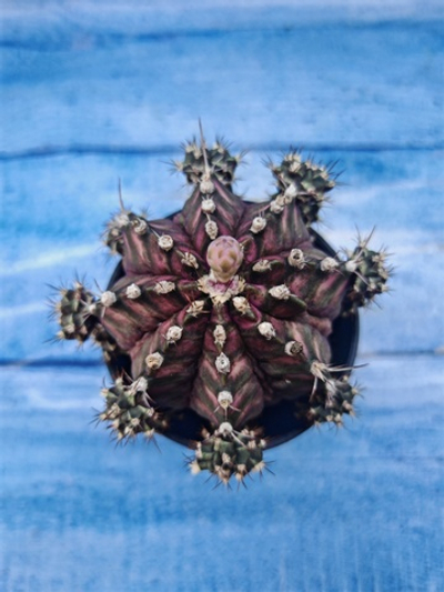 Gymnocalycium T-Rex Pink hybrid (Гимнокалициум T-rex)