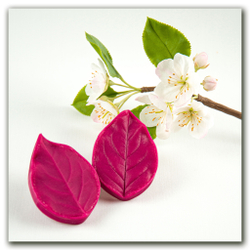 Цветущая яблоня