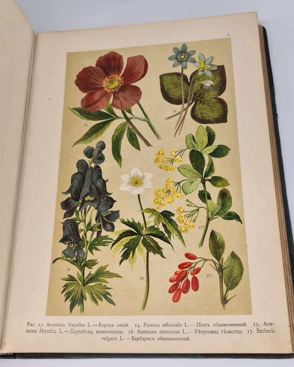 "Ботанический атлас по системе де-Кандоля". К.Гофман. 1899г.