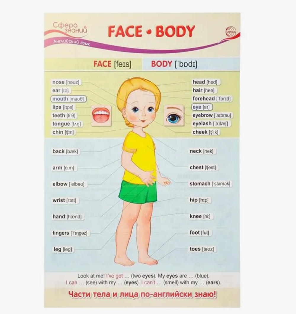 Плакат А3 Face. Body (Лицо. Тело)