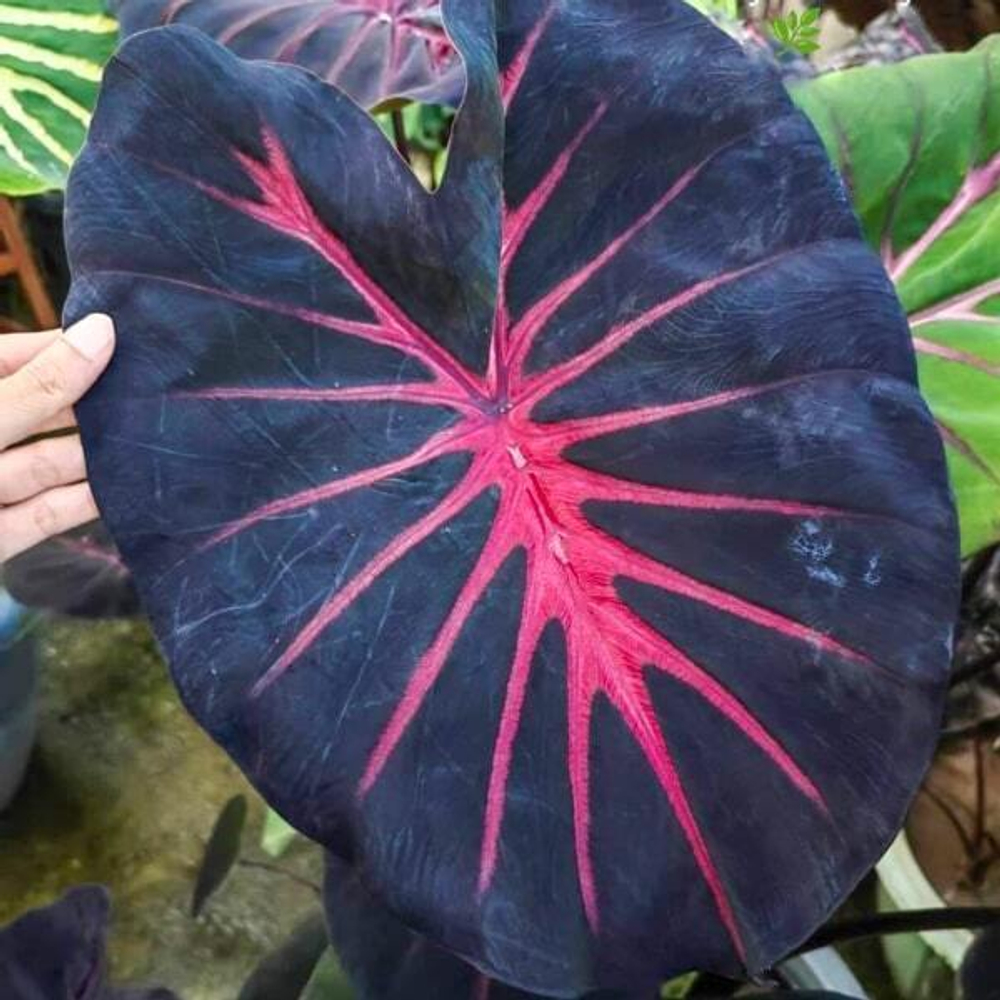 Колоказия SWEET PASTEL