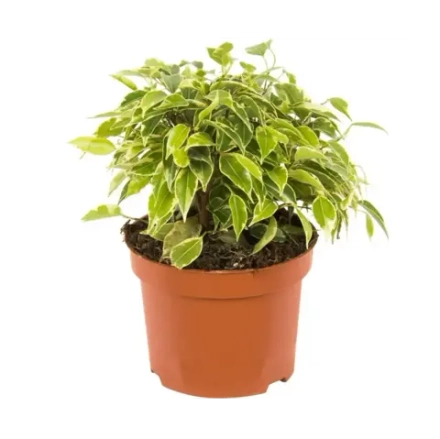 Фикус Бен Кинки