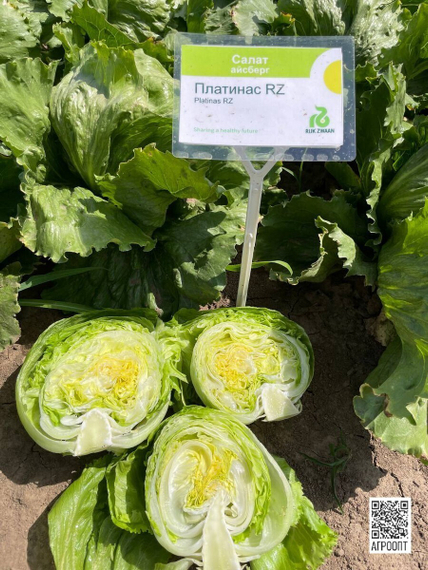 ПЛАТИНАС семена салата айсберг (Rijk Zwaan | Alexagro) – фото 7