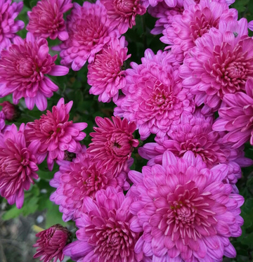 Хризантема шаровидная № 67