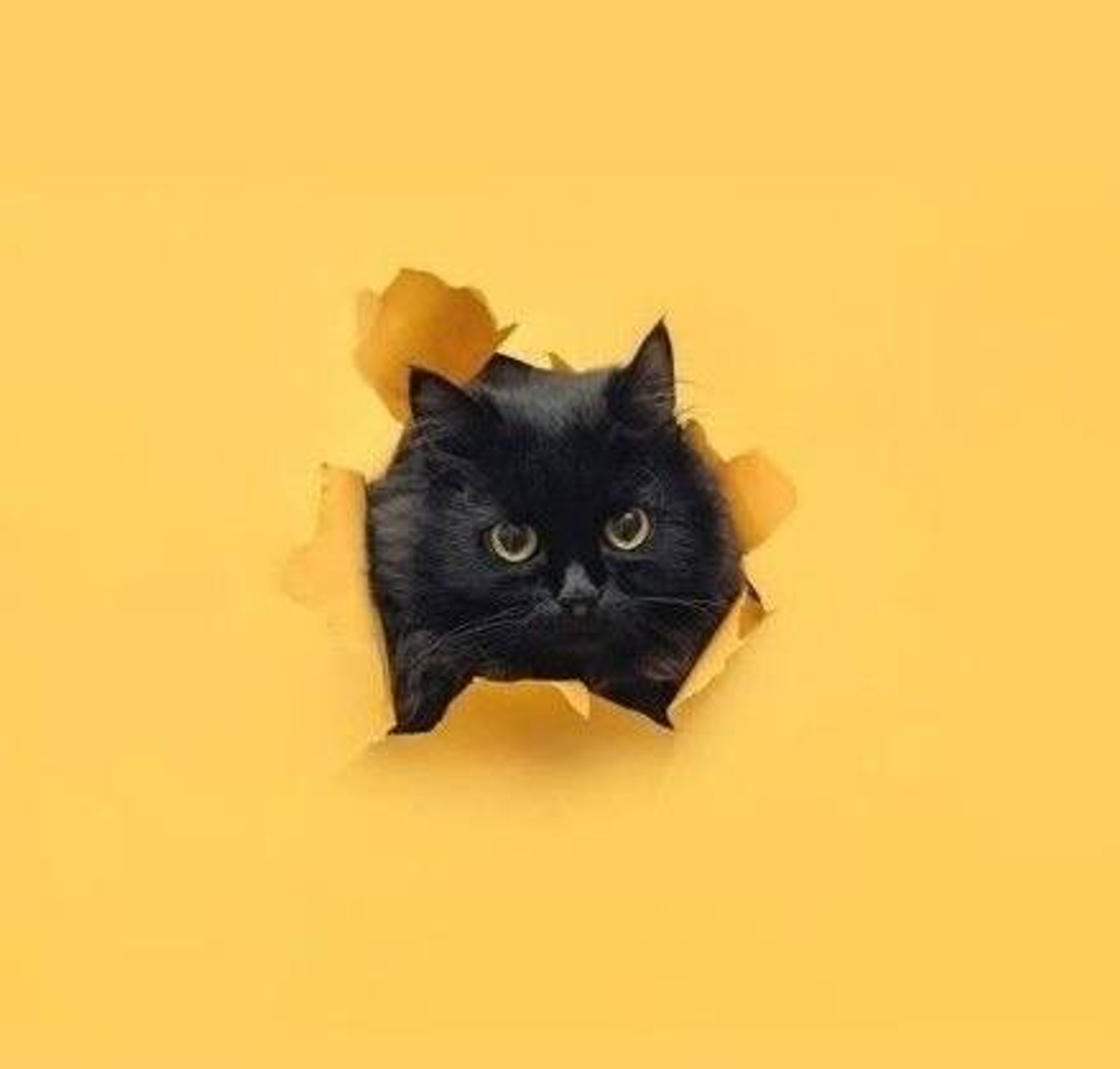 Чем кормить маленького котенка?
