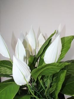 Искусственные цветы Спатифиллум в коричневом кашпо ротанг 51см