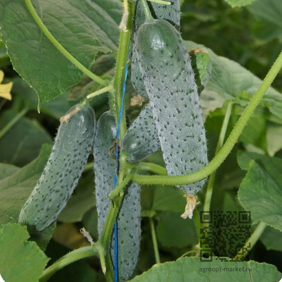 УРАН_F1_семена_огурца_Sakata_купить – фото 1