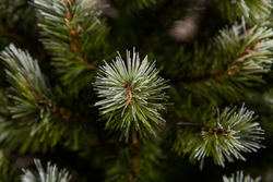 Ель Женева 260см заснеженная Triumph Tree