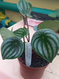 Пеперомия серебристая