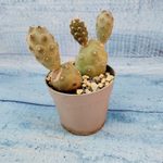 Tephrocactus Articulatus (Тефрокактус)