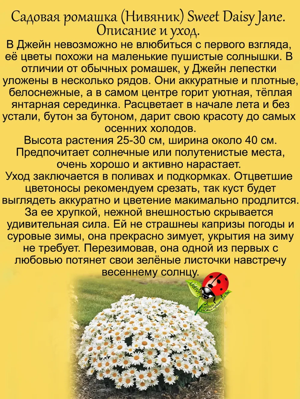 Ромашка Джейн садовая Нивяник