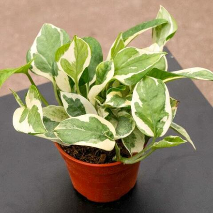 Эпипремнум AUREUM NJOY