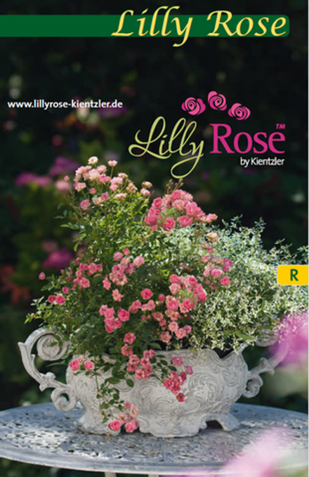 Роза миниатюрная Lolly Rose Wonder укореннный черенок ОКС конец января