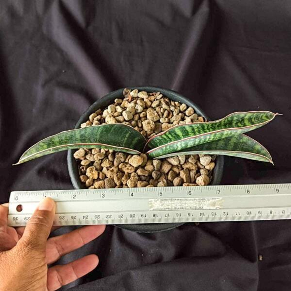 Сансевиерия WAENSO