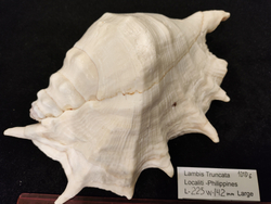 Лямбис Трунката