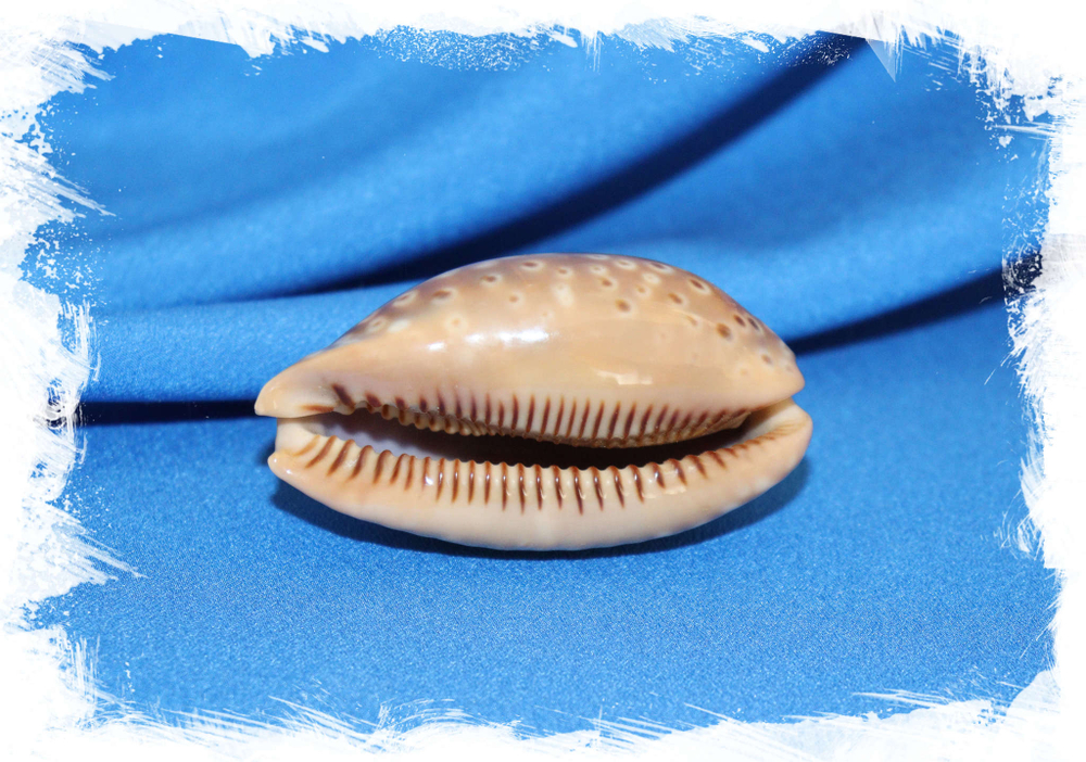 Ципрея олень, Cypraea cervus