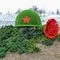 Фигура топиари "Каска с гвоздикой"