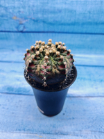 Gymnocalycium T-Rex Pink hybride (Гимнокалициум T-rex)