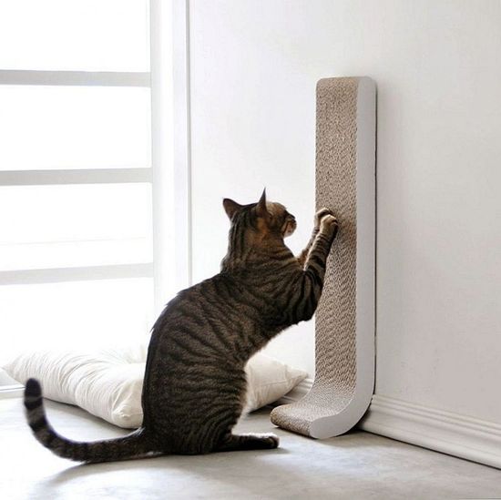 Зачем кот ходит на маникюр?