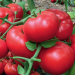 Матиссимо F1 семена томата индетерминантного (Seminis / Семинис)