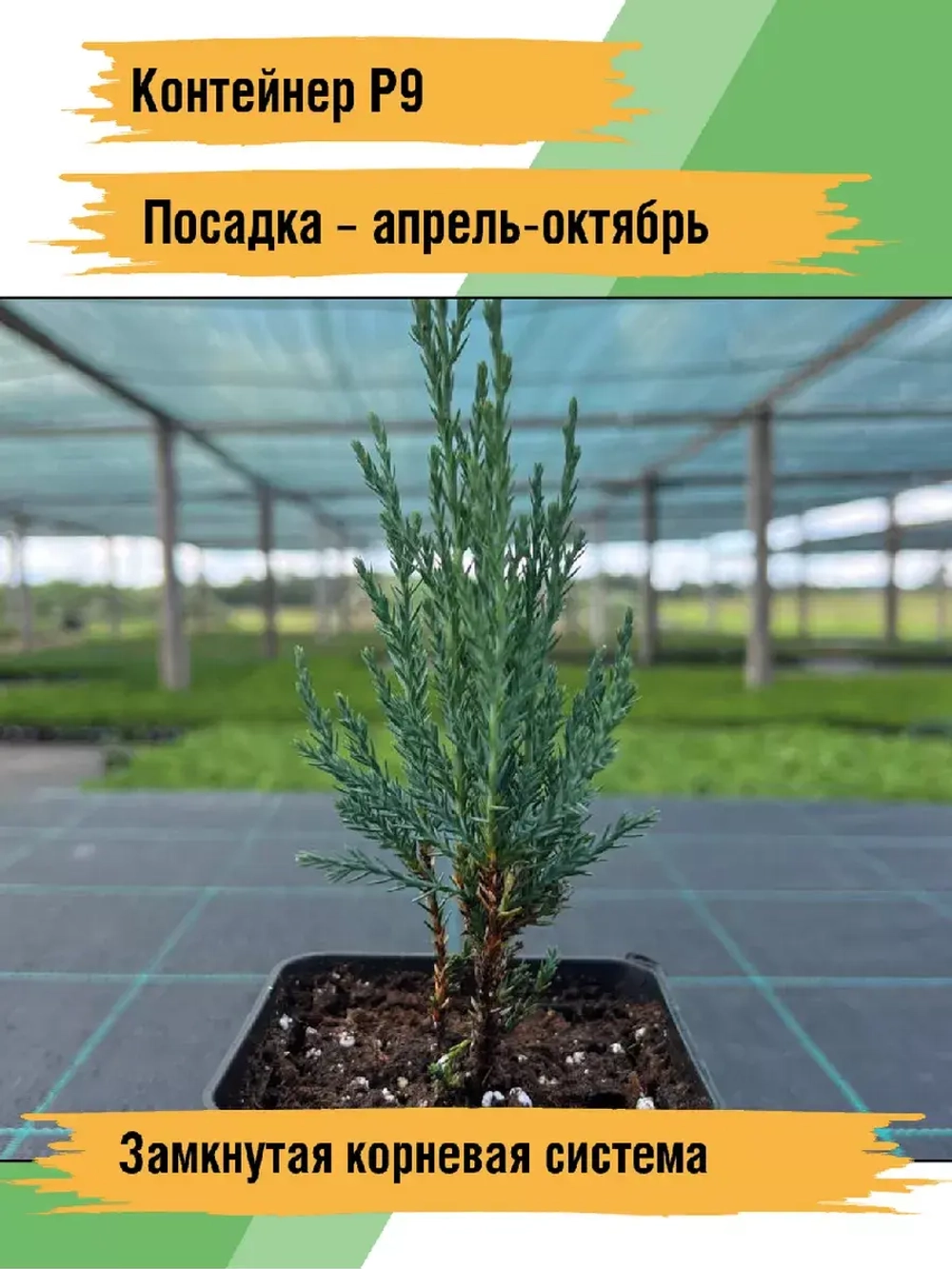 Саженец хвойных Можжевельник Блю эрроу