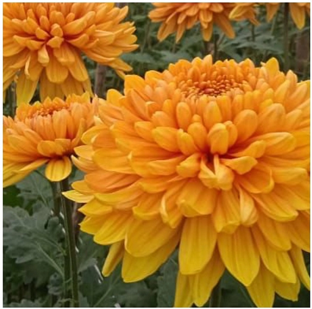 Хризантема Tuvalu🌼 о.4