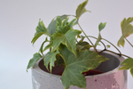 Хедера Хеликс Грин / Hedera Helix Green